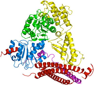 Munc18 syntaxin complex structure Fasshauer